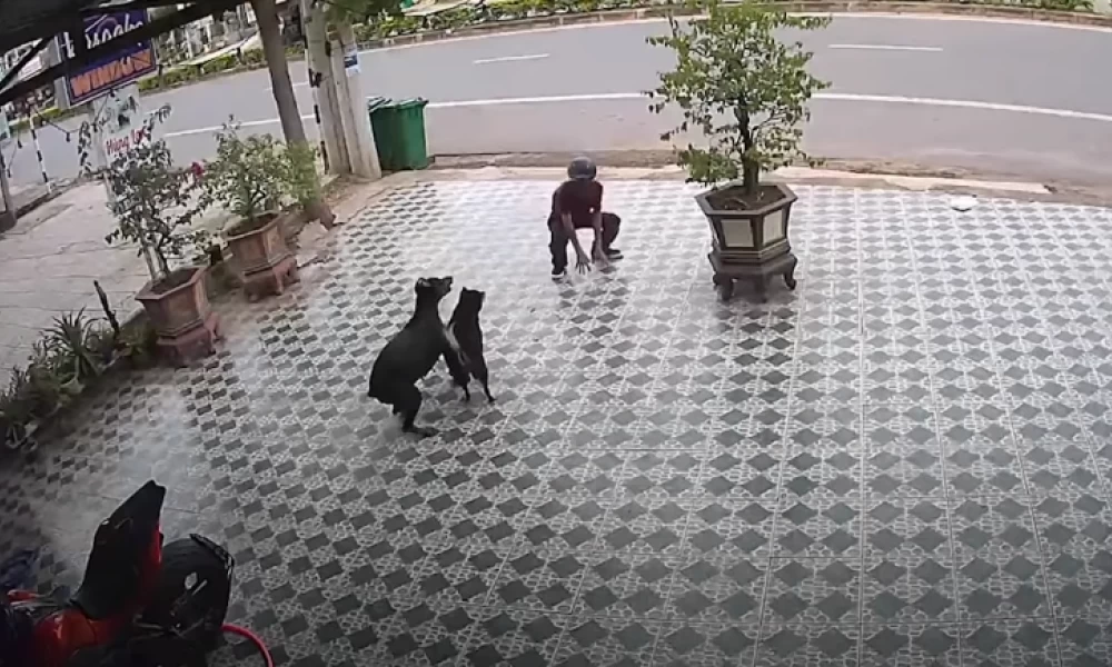 Βίντεο: Άνδρας γλιτώνει από ντόπερμαν με κινήσεις κουνγκ φου